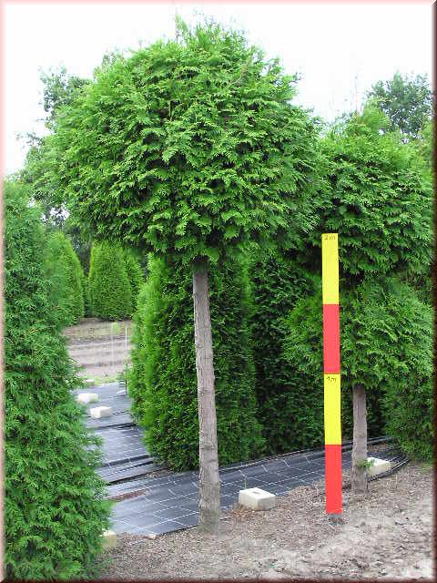 Thuja plicata Stammkugel